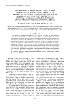 description of nitokra evergladensis, new