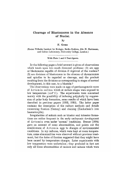 Cleavage of Blastomeres in the Absence of Nuclei.