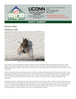 Cluster Flies Pollenia rudis