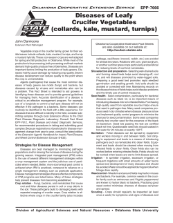 Diseases of Leafy Crucifer Vegetables (collards