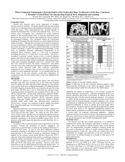 Micro-Computed Tomography Characterization of the Trabecular
