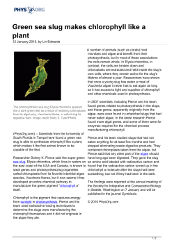 Green sea slug makes chlorophyll like a plant