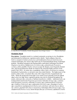 Sandhill - (synonyms: longleaf pine