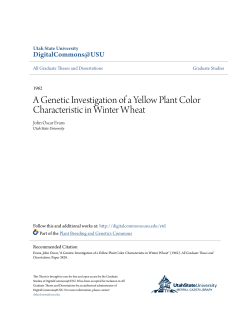 A Genetic Investigation of a Yellow Plant Color Characteristic in