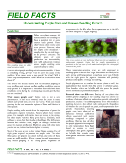 Understanding Purple Corn and Uneven Seedling Growth
