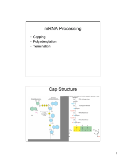 mRNA Processing