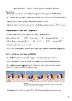 Cell Resp - Lesson 1 Notes