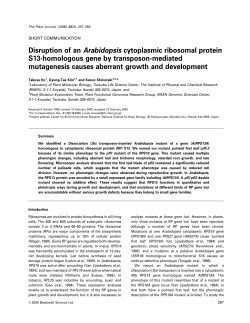 Disruption of an Arabidopsis cytoplasmic ribosomal protein S13