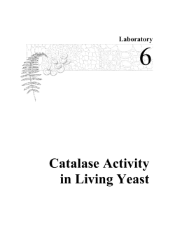 Catalase Activity in Living Yeast