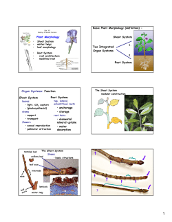 Plant Morphology Two Integrated Organ Systems Basic Plant