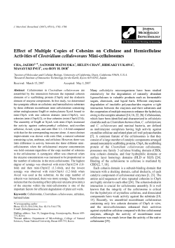 Effect of Multiple Copies of Cohesins on Cellulase and