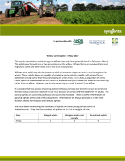 parsnip aphids are Cavariella pastinacae and Cavariella