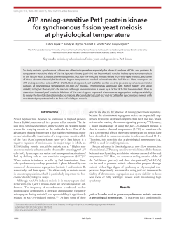 ATP analog-sensitive Pat1 protein kinase for synchronous fission