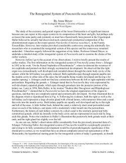 English translation of Meyer, A. 1913. Das