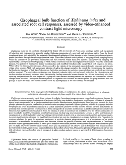 Oesophageal bulb function of Xiphinema index and associated root