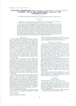 electron microscopy of cowdria (rickettsia) ruminantium
