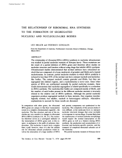 THE RELATIONSHIP OF RIBOSOMAL RNA SYNTHESIS TO THE