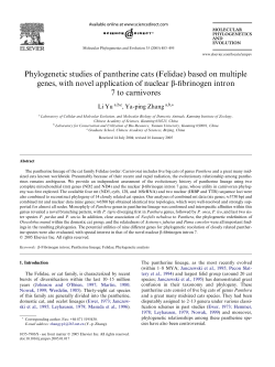 Phylogenetic studies of pantherine cats (Felidae) based on multiple