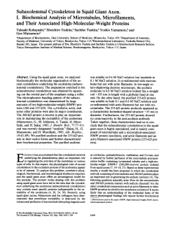 Subaxolemmal Cytoskeleton in Squid Giant Axon. I
