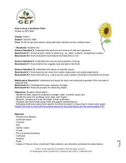 How to Grow a Sunflower Plant Written by GEF Staff