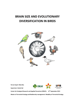 brain size and evolutionary diversification in birds