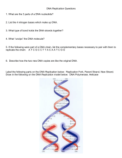 Drawing DNA Replication project and questions