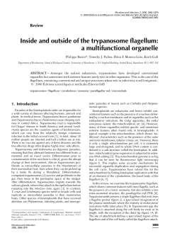Inside and outside of the trypanosome flagellum: a multifunctional