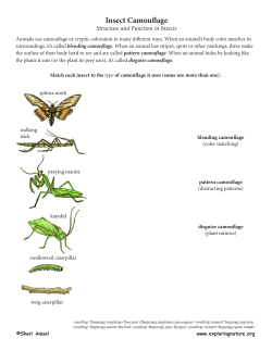 Insect Camouflage - Exploring Nature