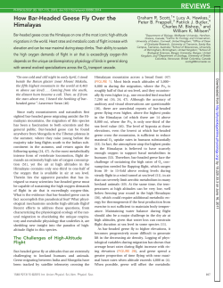 How Bar-Headed Geese Fly Over the Himalayas