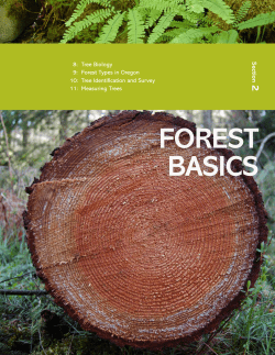 forest basics - LearnForests.org