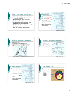 Topic 5: The Origin of Amniotes What are some stem Amniotes