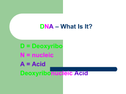 DNA – What Is It? D = Deoxyribo N = nucleic A = Acid