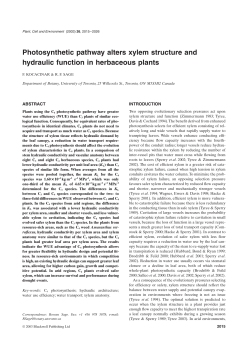 Photosynthetic pathway alters xylem structure and hydraulic function