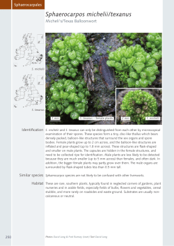 Sphaerocarpos michelii/texanus