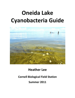 Oneida Lake Cyanobacteria Guide - Cornell Biological Field Station