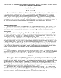 How does tube foot coordination generate a novel bouncing gait in