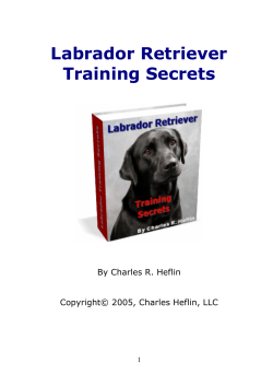 Labrador Retriever Training Secrets