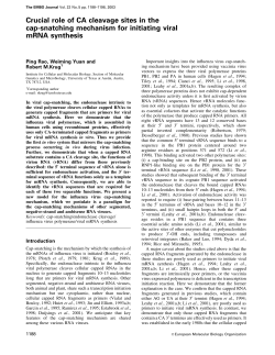 Crucial role of CA cleavage sites in the cap