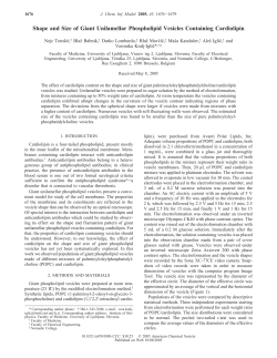 Shape and Size of Giant Unilamellar Phospholipid Vesicles