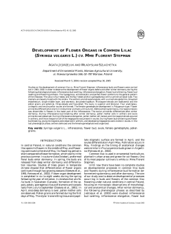 DEVELOPMENT OF FLOWER ORGANS IN COMMON LILAC