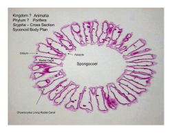 Practice Quiz 3: Protista and Sponges