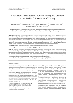 Androctonus crassicauda (Olivier 1807