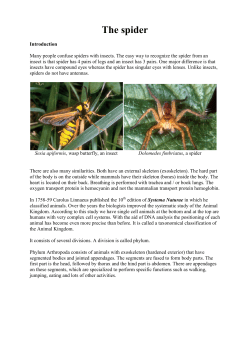 The spider - Home page
