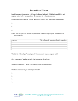 Extraordinary Eelgrass Questions
