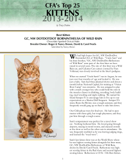 Top 25 Kittens - The Cat Fanciers` Association