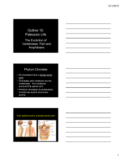 Outline 15: Paleozoic Life