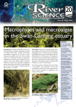 Macrophytes and macroalgae in the Swan