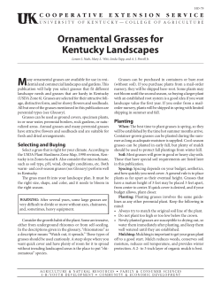 Ornamental Grasses for Kentucky Landscapes