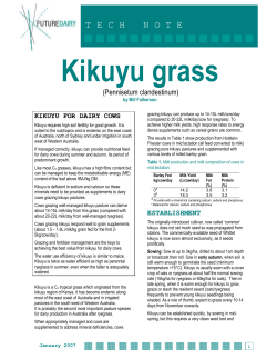 Kikuyu grass - FutureDairy