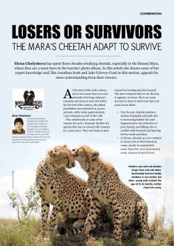 Elena Chelysheva has spent three decades studying cheetah